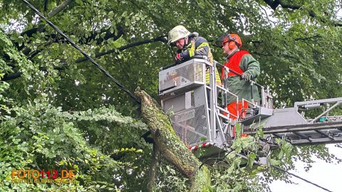 Baum-auf-Stromleitung-010